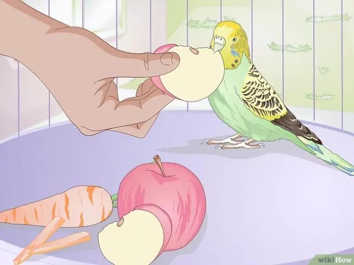 如何喂养虎皮鹦鹉,虎皮鹦鹉人工喂养