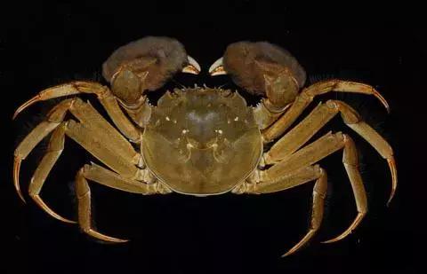 中秋特辑｜河蟹的螯上为什么长毛？（18禁）