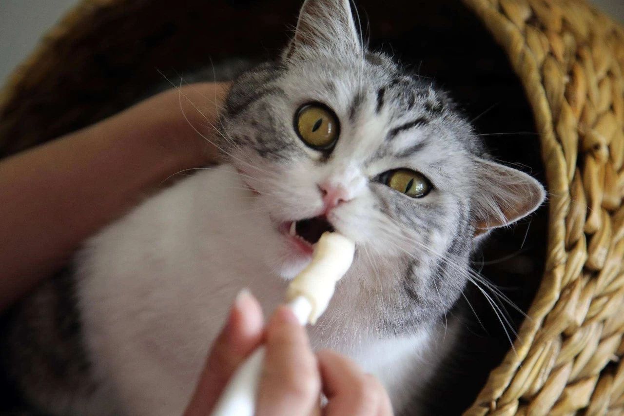 不出门的健康猫会感染猫瘟吗,完全不出门的猫会生病吗