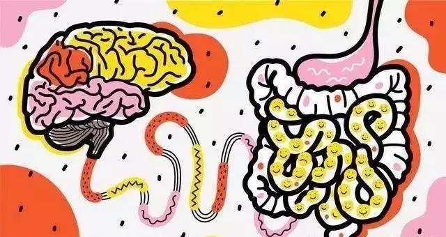 让人着迷的东西,微生物脑肠轴介绍