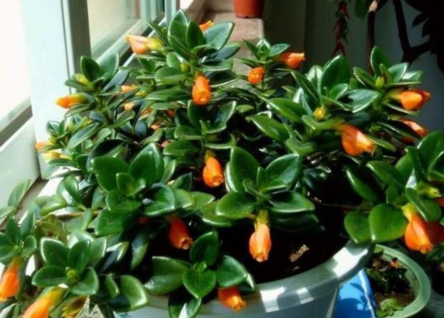 金鱼吊兰开花什么样子图片,金鱼吊兰开花的样子图片