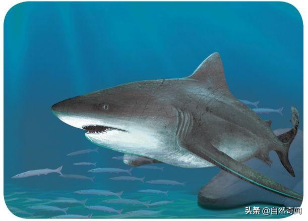 亚马逊十大凶猛植物,巴西亚马逊热带雨林动植物