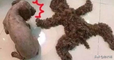 为抢玩具狗子跳起电臀舞！这么搞笑的屁屁可以看一年