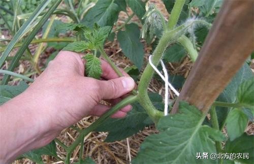 番茄灰叶斑病发病原因,番茄斑枯病与灰叶斑病区别