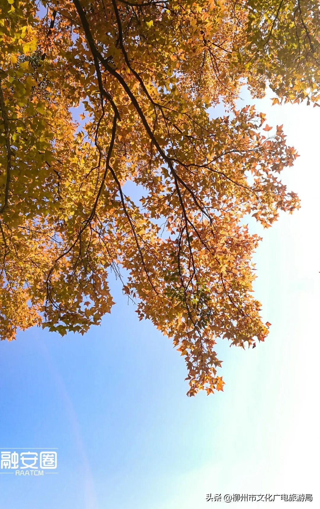 融安风景最好看的地方,融安十大游玩景点