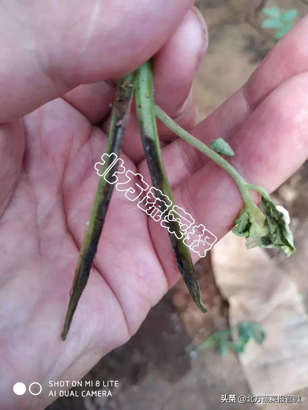 甲壳素海藻精钾滴灌冲施几天有效,甲壳素肥料里的海藻酸含量