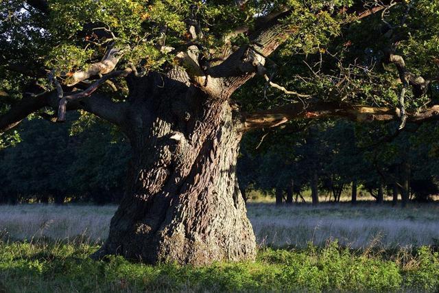 绾㈡湪瀹跺叿宸ュ巶鐩撮攢楠楁湳,鑻忓窞澶╀环绾㈡湪瀹跺叿
