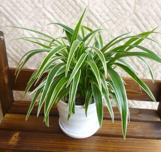 怎么把金边吊兰养得又矮又壮,金边吊兰爆盆了怎么养护