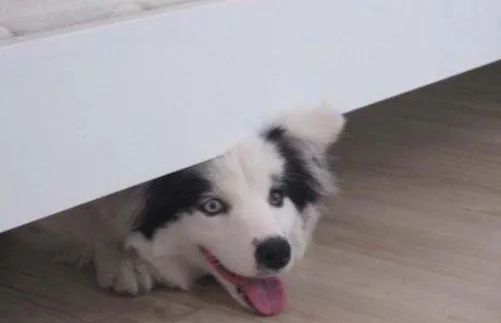 狗狗躲在床底下是表达什么意思,狗狗为什么喜欢躲床底下睡觉