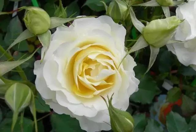 玫瑰花有哪些品种,玫瑰花有哪些品种大全