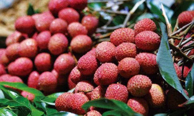 只为灵山“小红果”,不辞长作荔乡人