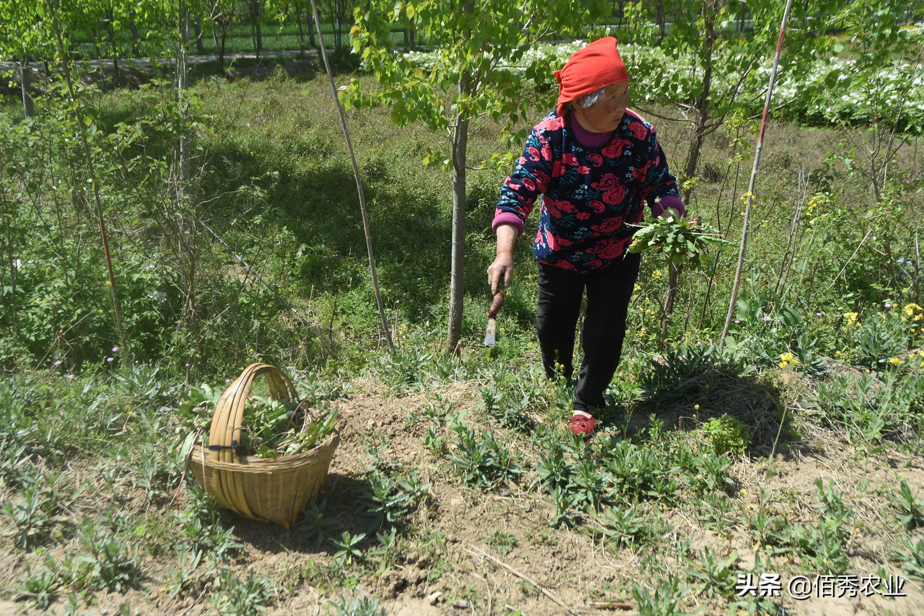 蒲公英野菜可以吃吗有什么好处,蒲公英农家菜