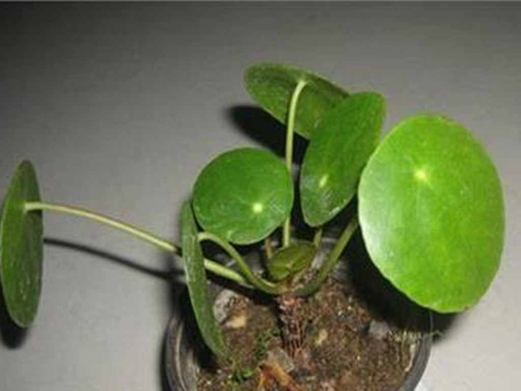 三种最好养的绿植,盆栽观赏草有哪些