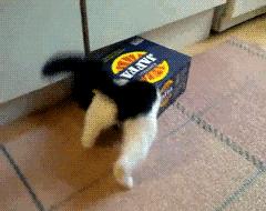 搞笑gif动图吸引人,不听话搞笑gif动图