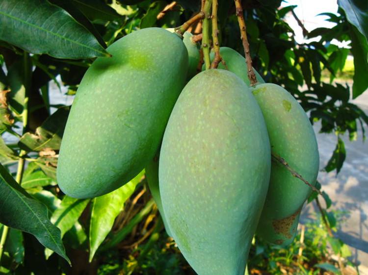 越南滞销,越南产青芒