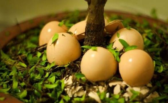 花卉绿植要怎么养护才长得好,养花技巧家庭养护绿植的小方法