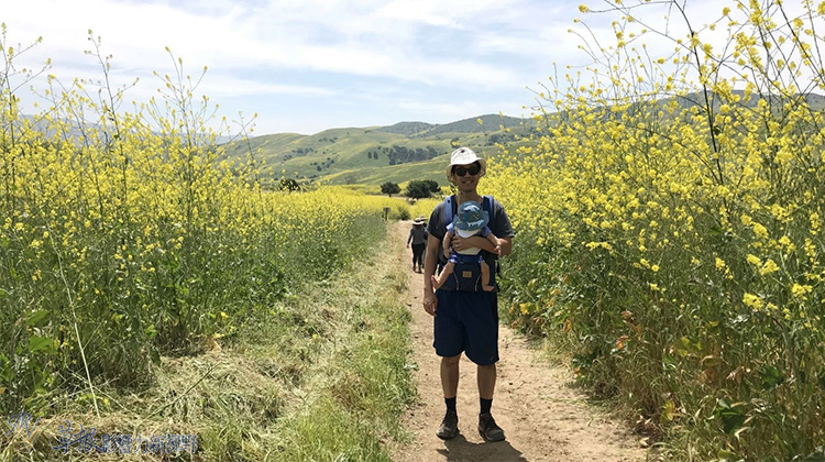 加州野花,加州野花的视频