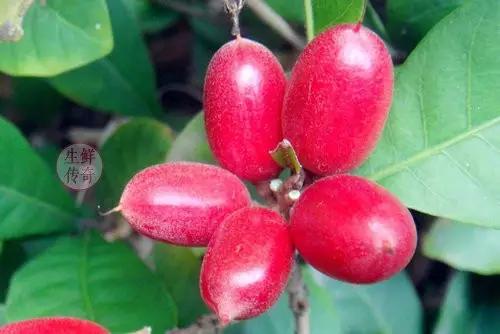 海南必吃十种水果图片名称,海南水果品种大全排名
