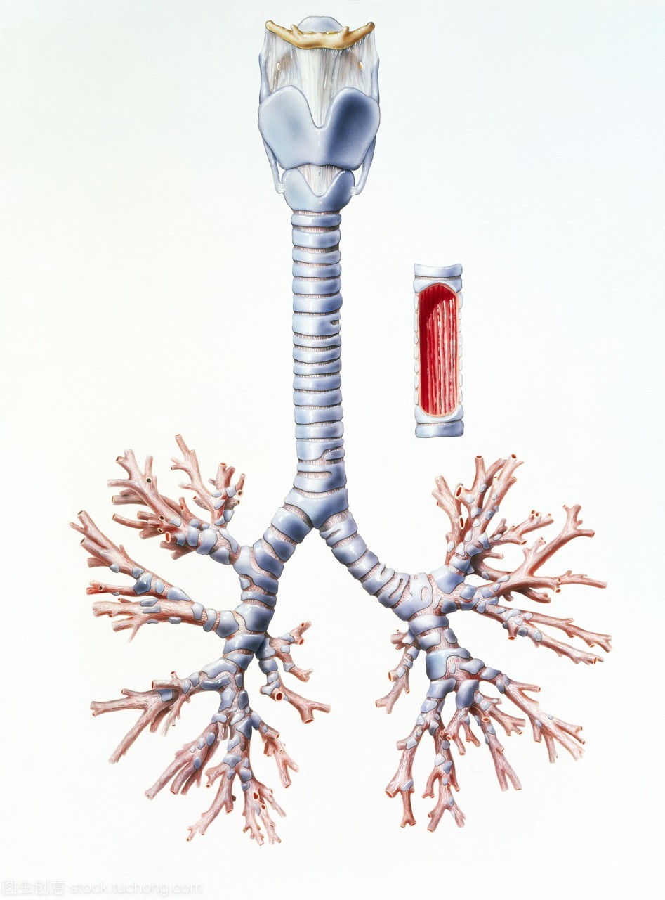 氨茶碱体内过程不良反应,氨茶碱副作用及不良反应