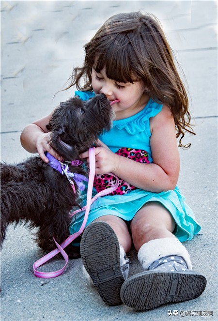 养宠物必备小知识必看,养宠物的必备指南