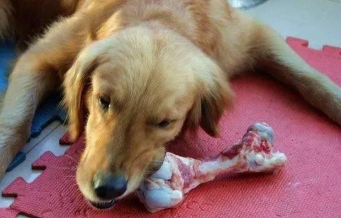 买的狗粮和自己做的狗粮哪个好,自制狗粮可以代替狗粮吗