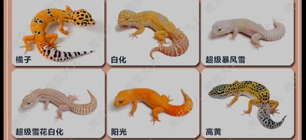 守宫白能繁育吗,纯黑的守宫是怎么来的