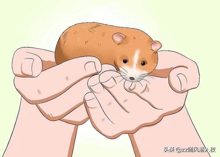 如何获得小仓鼠的信任,如何让小仓鼠信任你