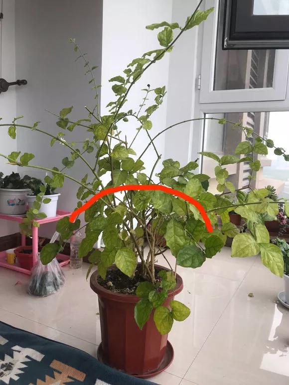 栀子花月季花叶子发黄有黑斑点,茉莉栀子花叶子发黄怎么办