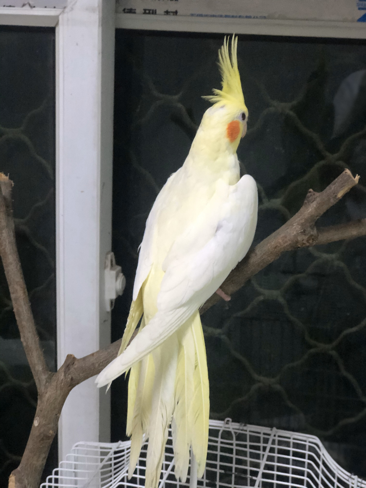 难怪能够“通杀”养宠物的朋友们，这鹦鹉也太漂亮了