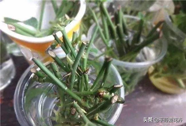 绿萝这样浇水不黄叶不烂根,绿萝怎么养才不会黄叶使叶绿肥厚