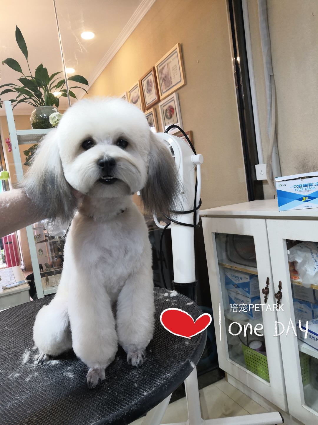 宠物美容师得病,宠物美容师死了谁负责