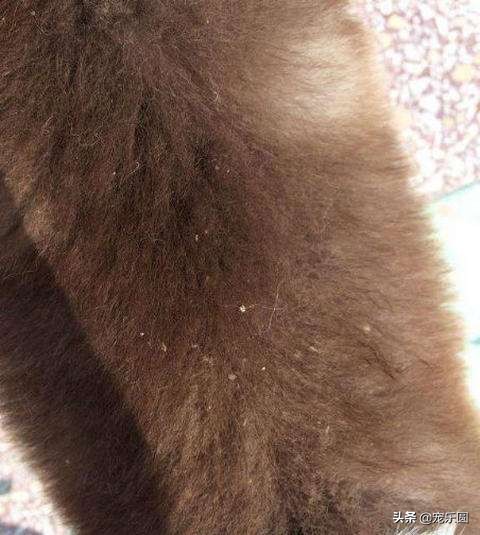 狗狗身上有好多皮屑老挠怎么回事,泰迪狗狗身上有皮屑怎么办