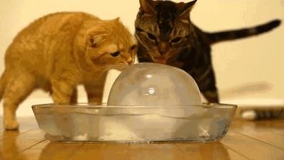 猫咪清凉一夏剃毛视频,夏季猫咪养护方法有哪些