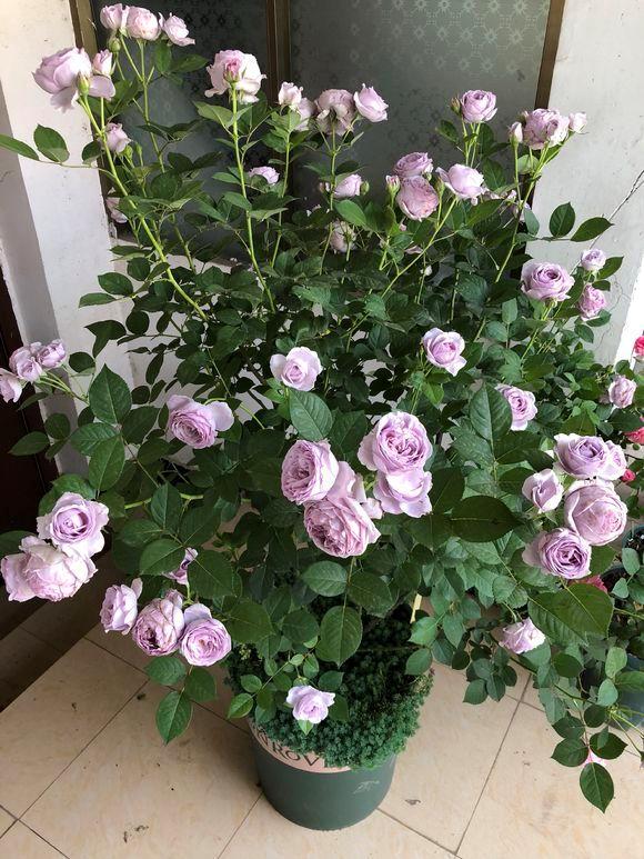 养花土的虫子怎么消灭最好,养花去除小虫子的妙招