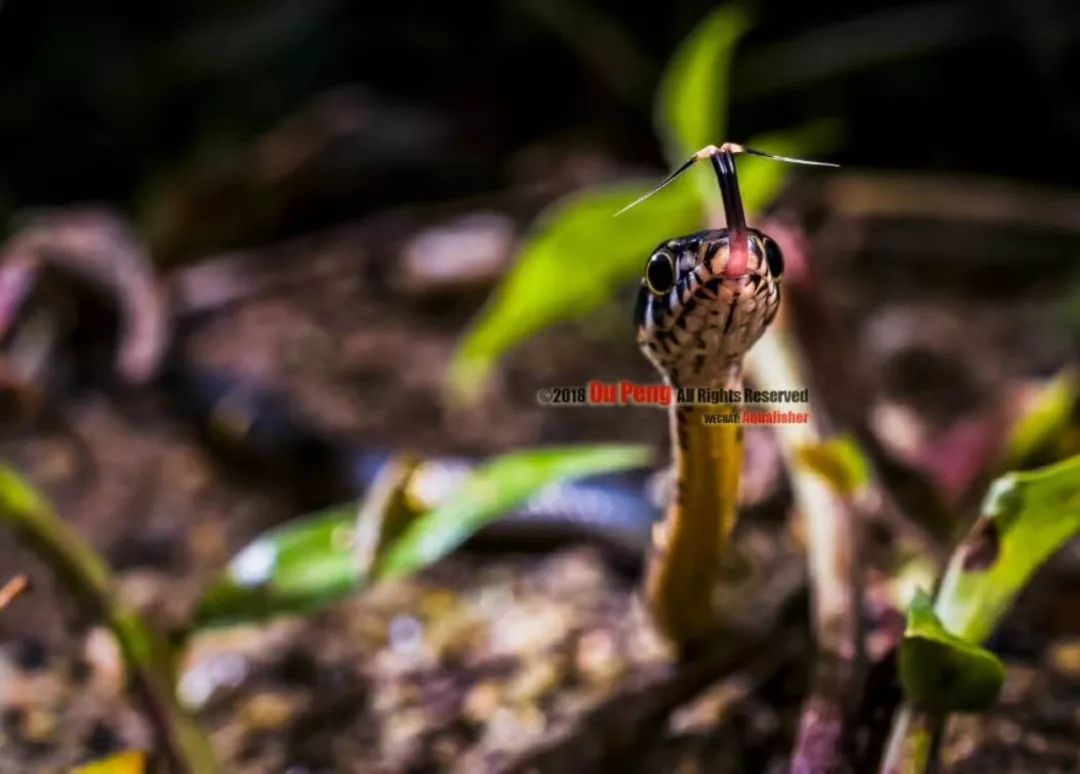 娆ч箯娣卞湷,娆ч箯鍔ㄧ墿涓栫晫