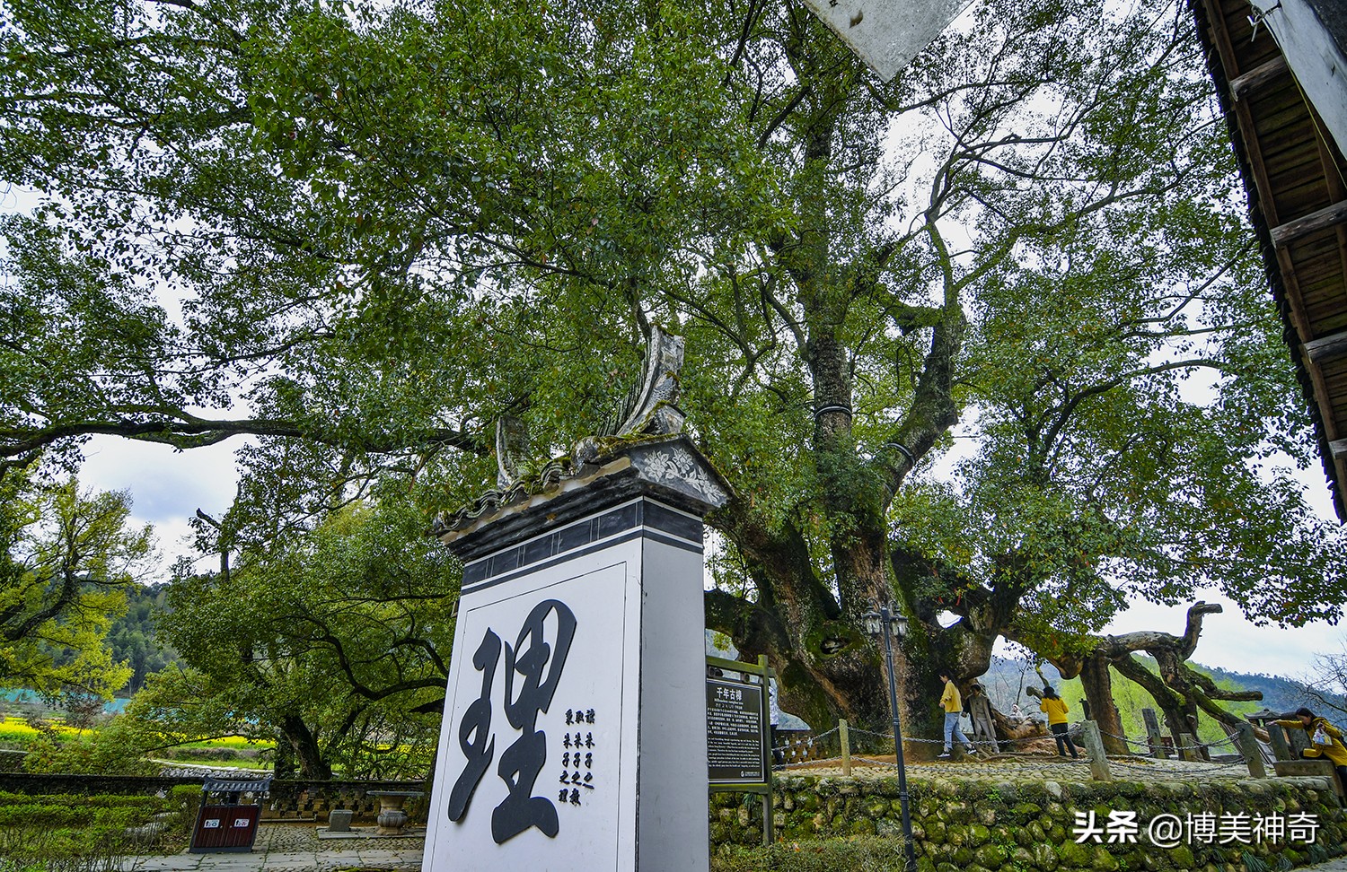 都知严田有棵救皇帝的樟王，却不明那七星伴月是何意，一图见真相