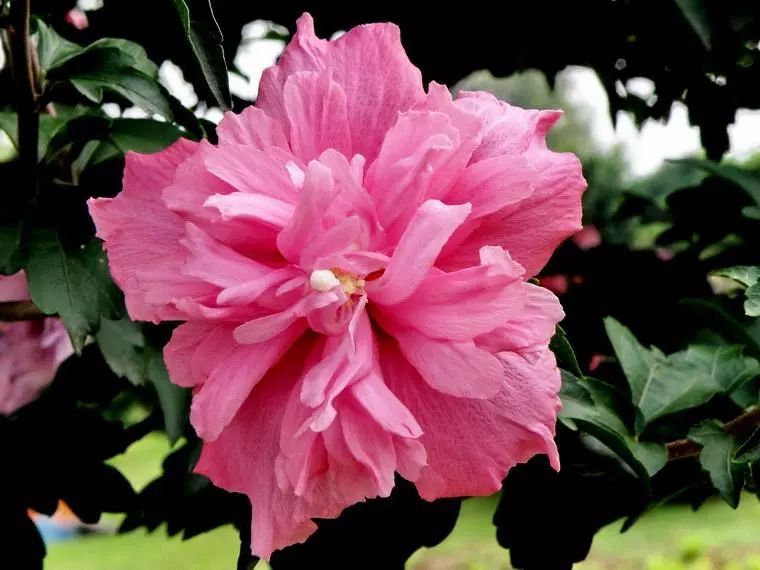 盘点世界各国国花中国国花,各国国花的图片大全