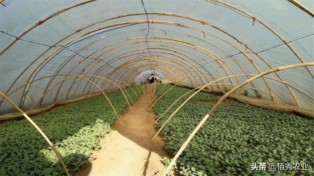 农民种植业赚钱吗现在,农村什么种植业最挣钱的