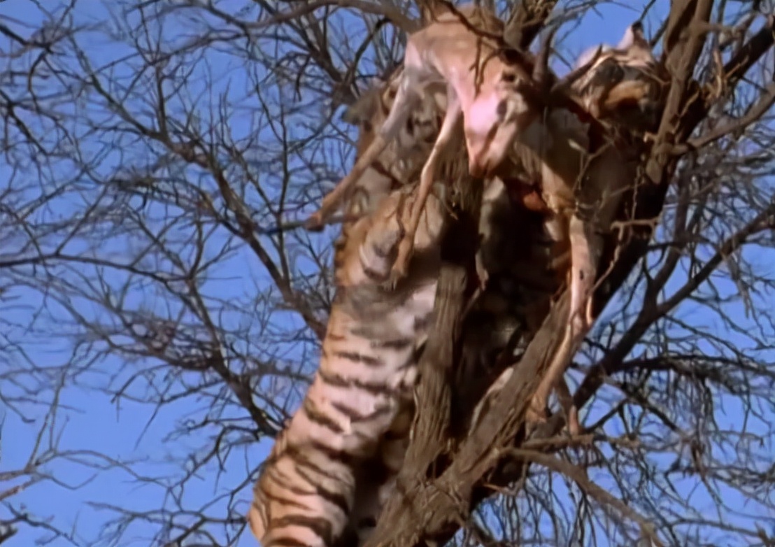 科学家把两头老虎运到非洲，这样的入侵，狮子还能保住地位吗？