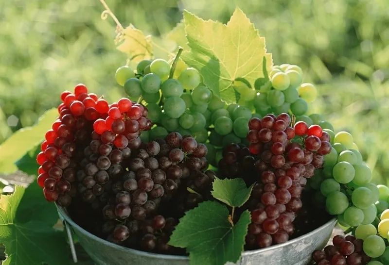 丹凤十大特产美食,丹凤县特产都有什么