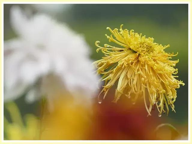 魔都四月赏花,魔都春季赏花好地方