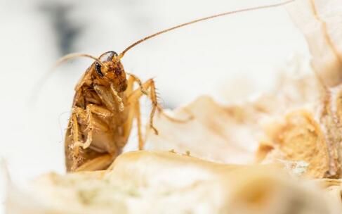 养殖的蟑螂一斤多少钱,蟑螂能卖1斤多少钱