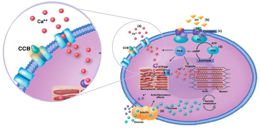 单硝酸异山梨酯、地尔硫卓、尼可地尔,3种抗心绞痛药有什么区别