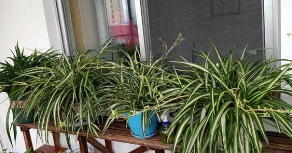 吊兰虽皮实,但有“几点”不可缺,做好叶片四季翠绿,折都折不断