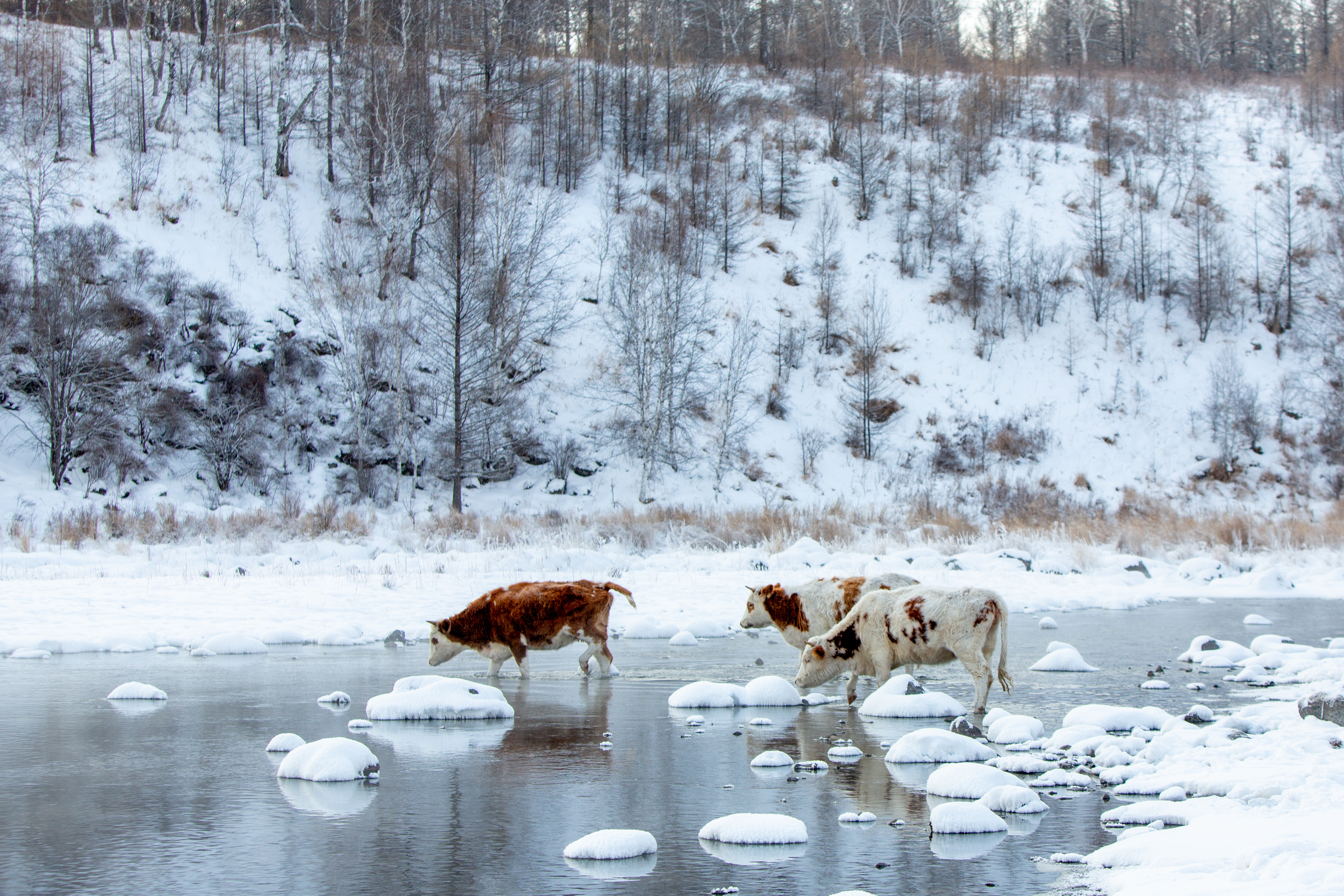内蒙古的冬天有多好玩,内蒙古的冬天能有多美