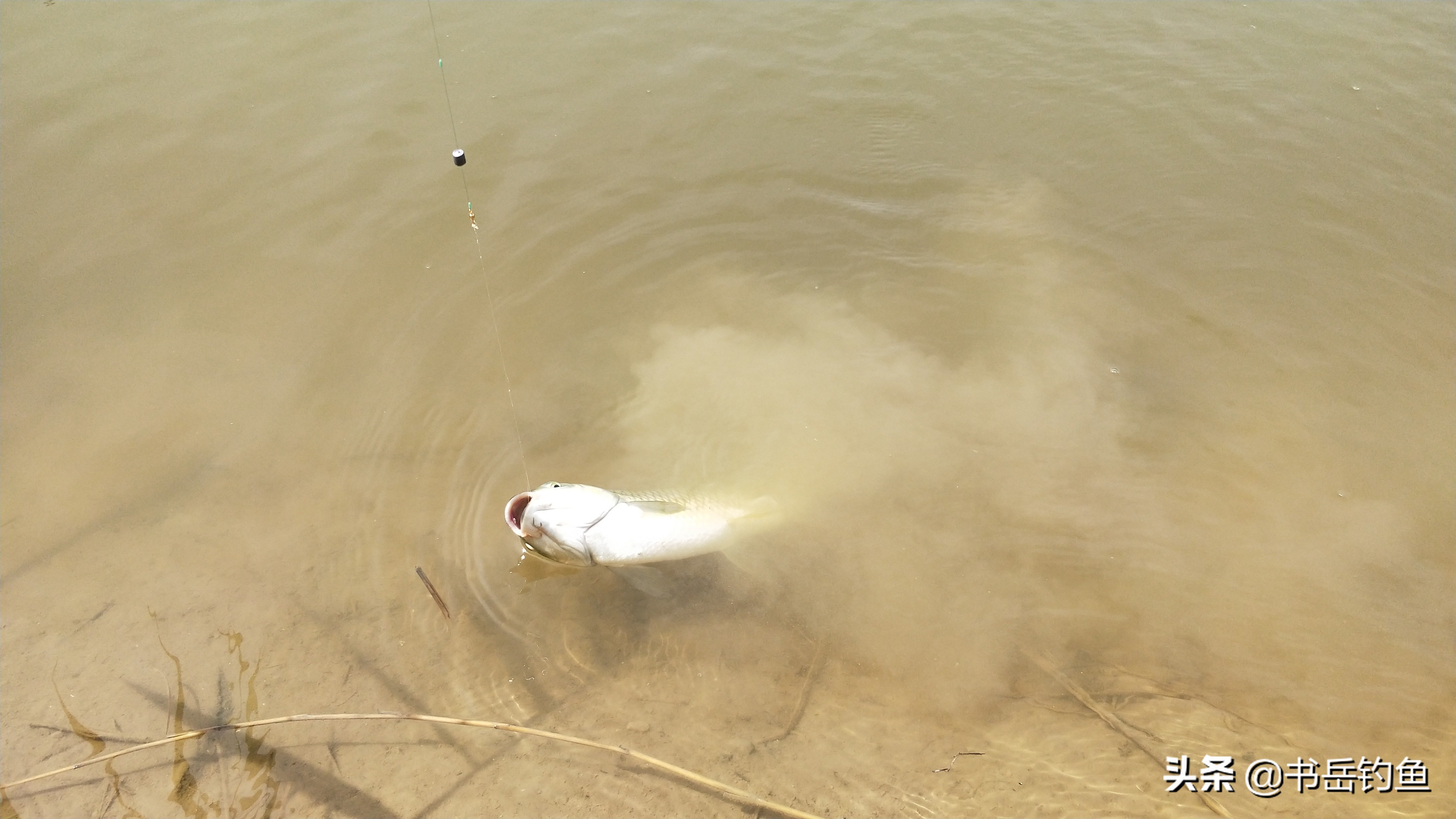 黑坑好钓不好开？当然不是！以本文思路开黑坑还能拥有自己的鱼塘