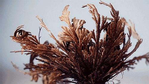 怎么分辨bb复活草面膜真假,bblaboratories复活草面膜淘宝