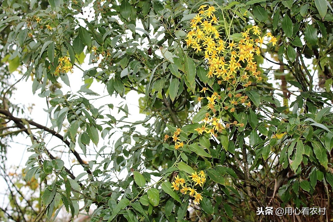 农村随处可见的小黄花，农民管它叫千里光，功效与作用值得您牢记