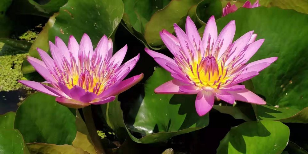 莲花有仙气吗,莲花有怎么样的品格