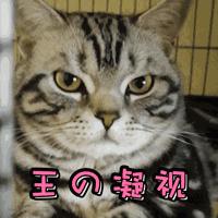 如何让猫咪知道铲屎官生气了,猫咪生气该怎么办